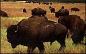 Buffalo grazing